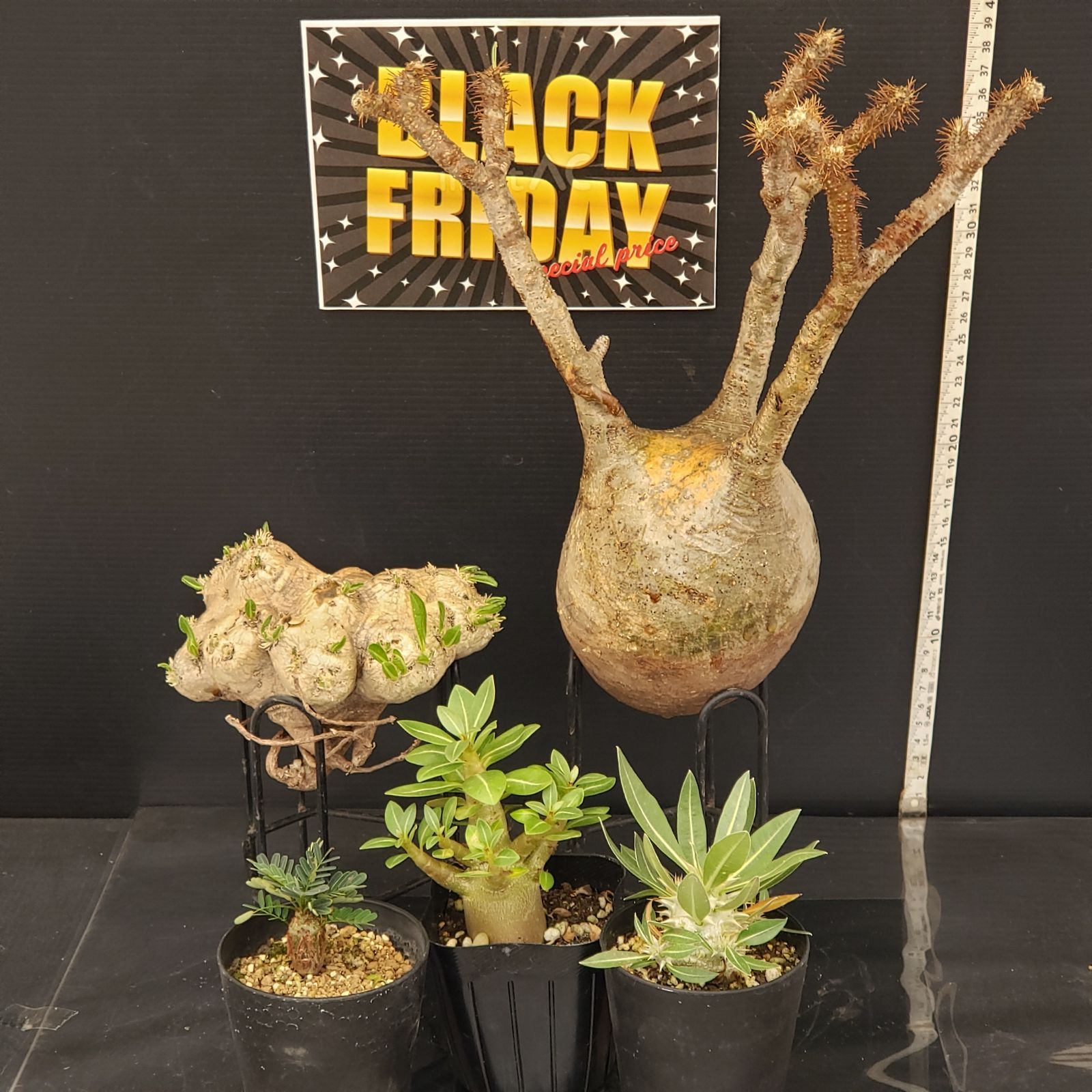 F270【BLACK FRIDAY！】トクトクコーデックスセット（抜き苗