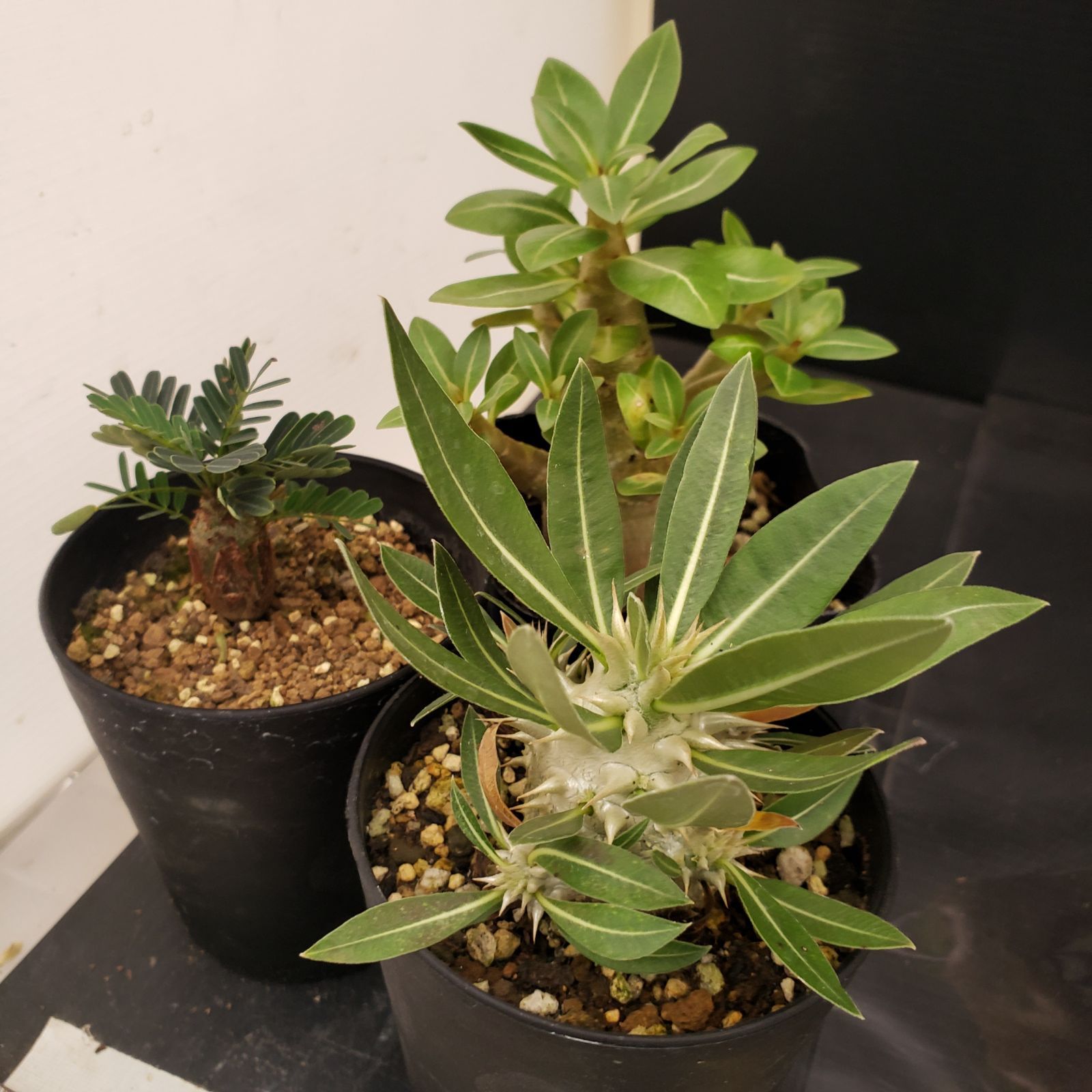 F270【BLACK FRIDAY！】トクトクコーデックスセット（抜き苗