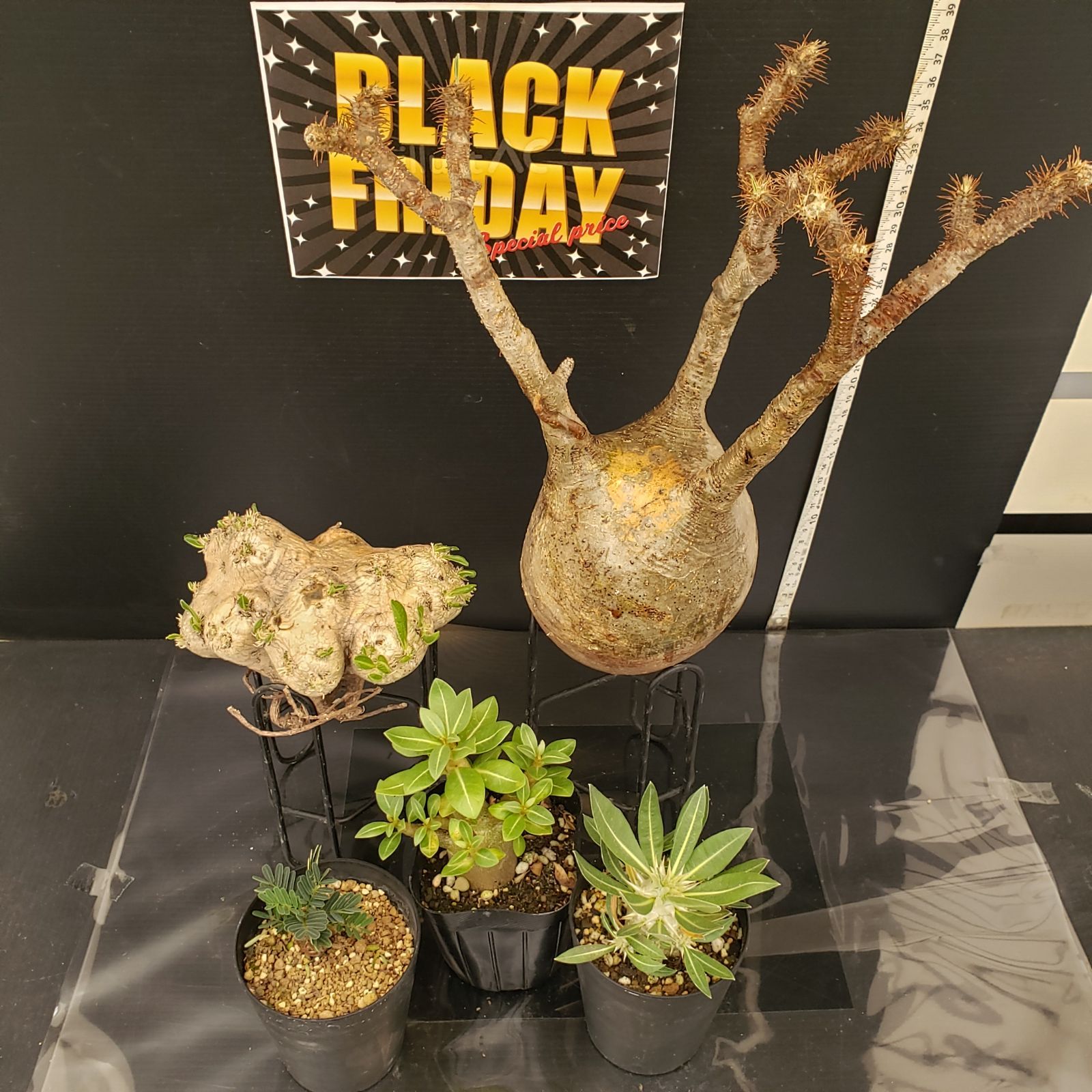 グラキリス【コレクション株】手のひらサイズ 17：グラキリス フィギュアB フルカラー Mサイズ 010 | Home&Plants