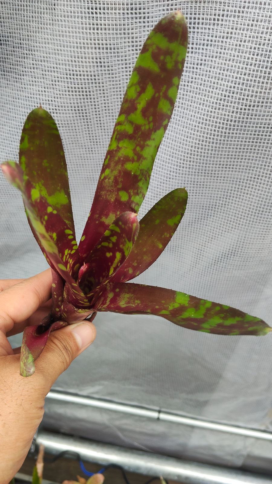 ネオレゲリア ☆ Neoregelia 'Domino' Lisa Vinzant Hybrid ☆ タンク