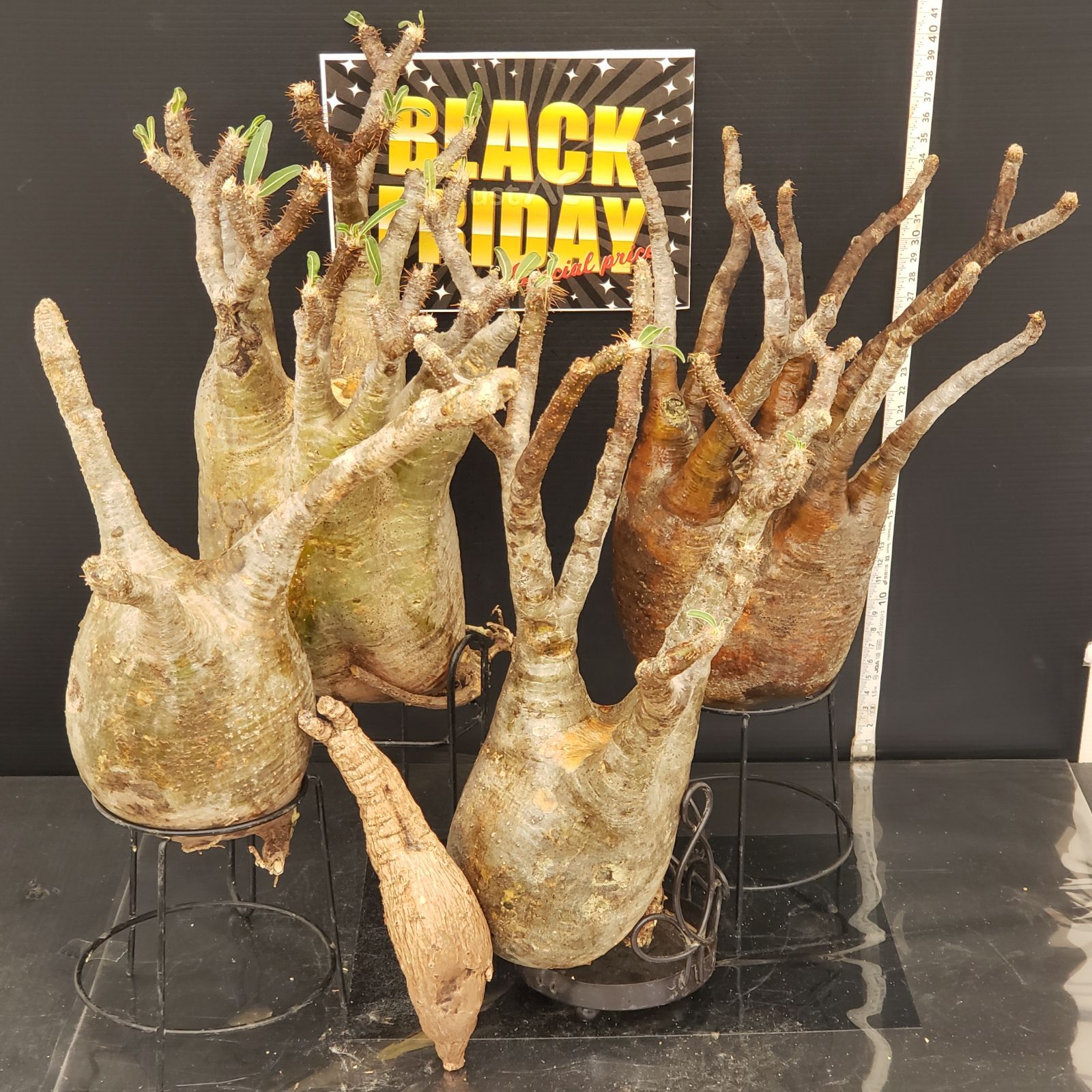 F 272 BLACK FRIDAY トクトクコーデックスセット 抜き苗 グラキリス フィランサスミラビリス 商品につき ノークレームノーリターンにて お願いいたします