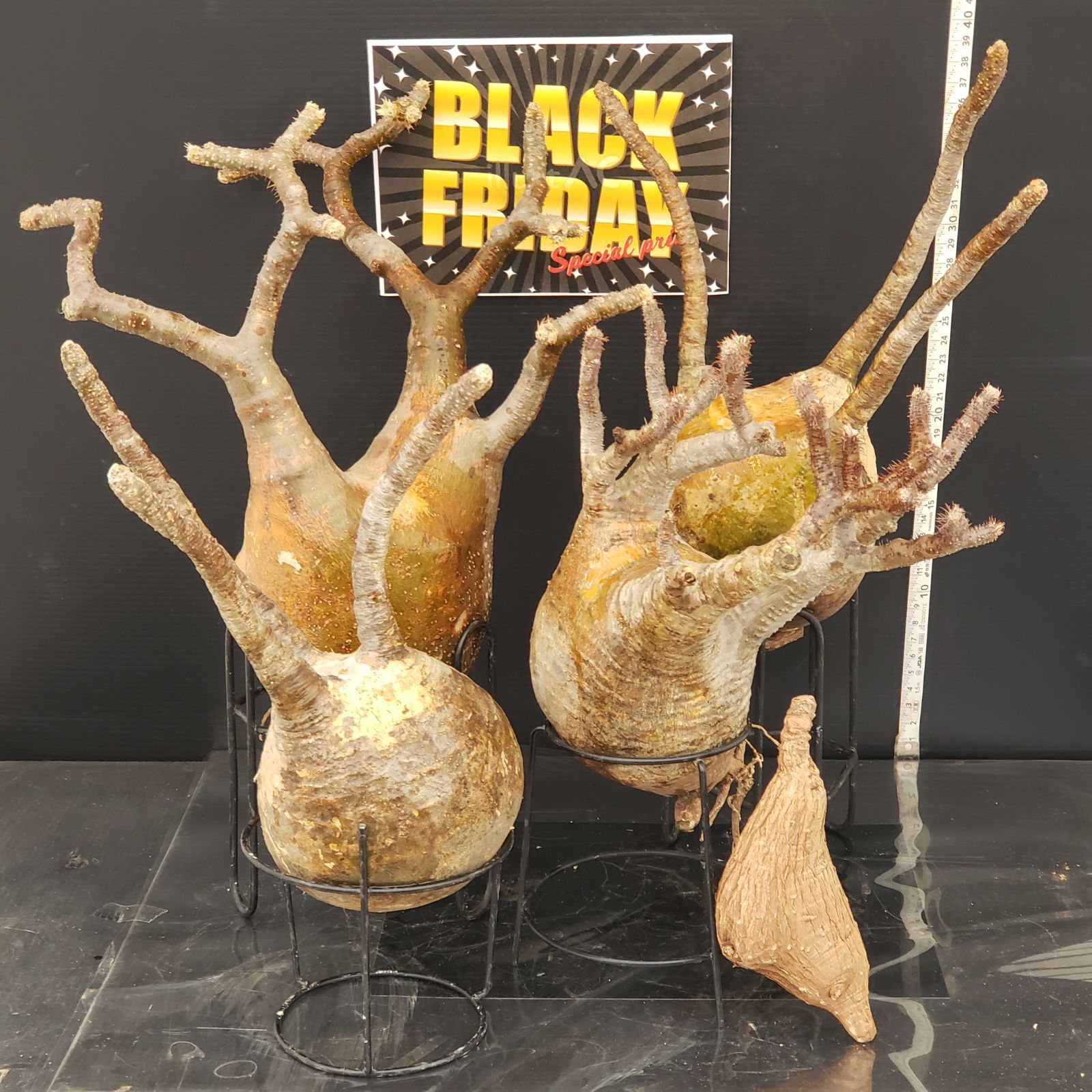 F 274 BLACK FRIDAY トクトクコーデックスセット 抜き苗 グラキリス フィランサスミラビリス 商品につき ノークレームノーリターンにて お願いいたします