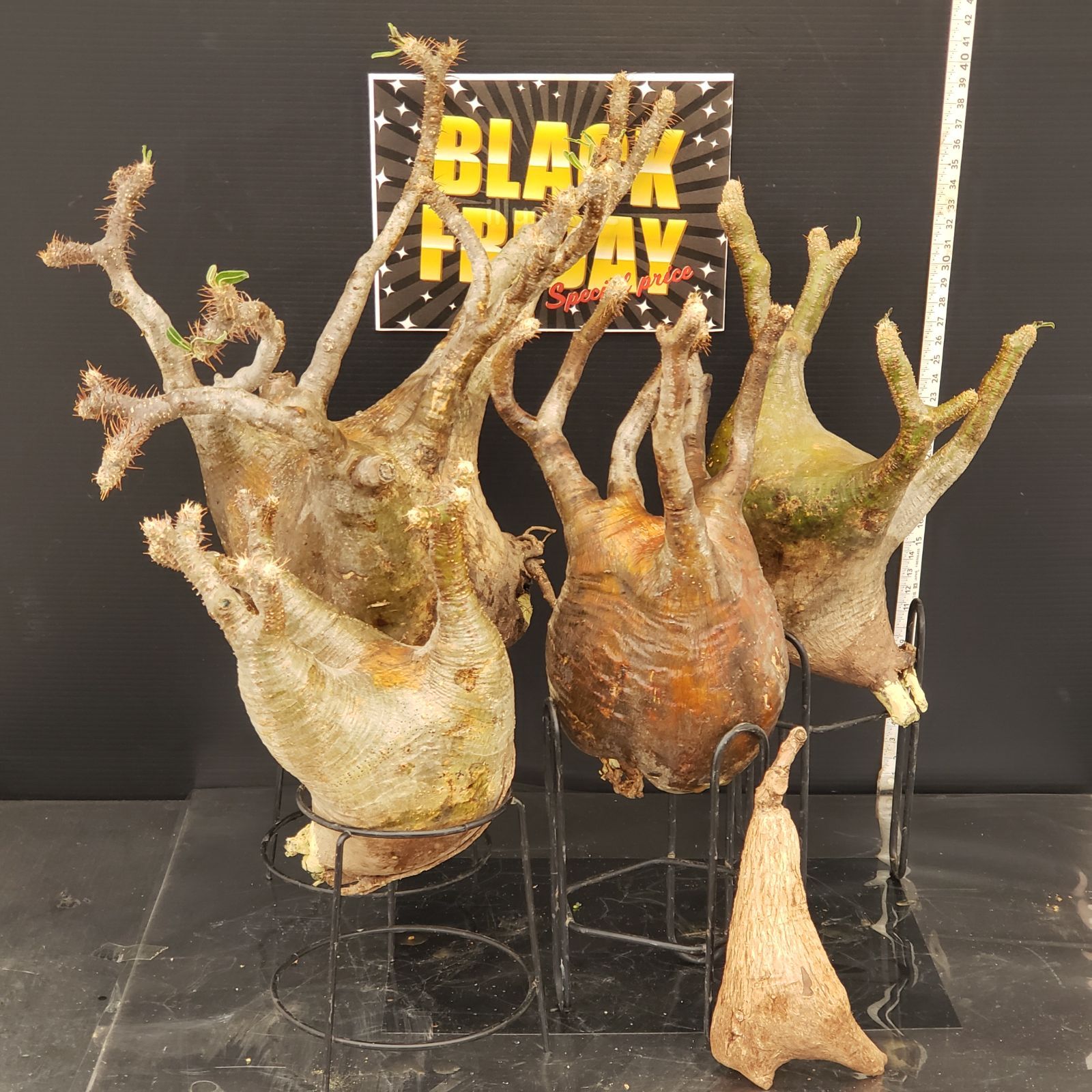 F 275 BLACK FRIDAY トクトクコーデックスセット 抜き苗 グラキリス フィランサスミラビリス 商品につき ノークレームノーリターンにて お願いいたします