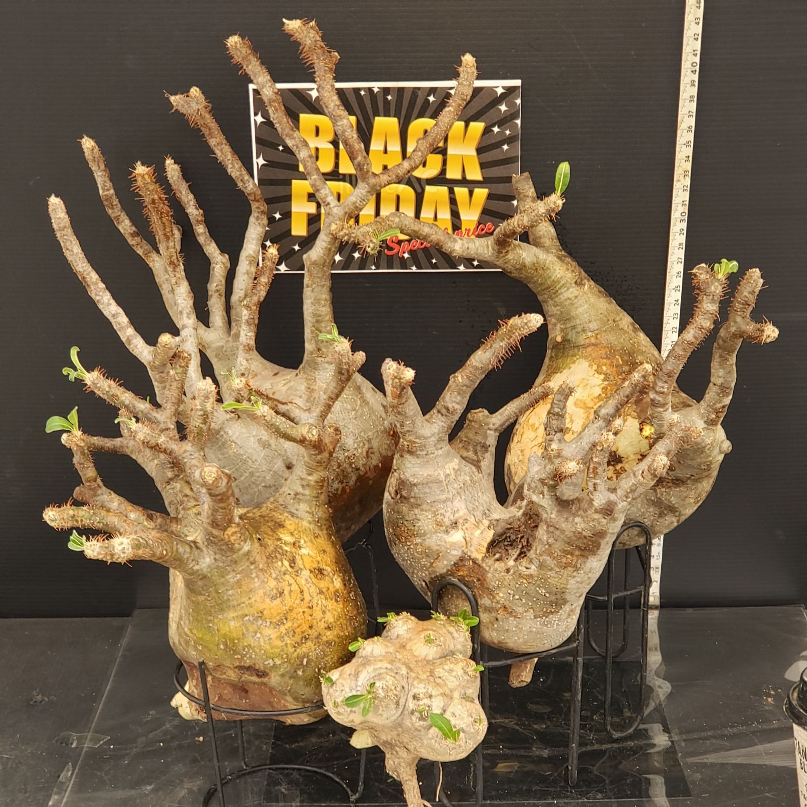 F 276 BLACK FRIDAY トクトクコーデックスセット 抜き苗 グラキリス えびす笑い 商品につき ノークレームノーリターンにて お願いいたします