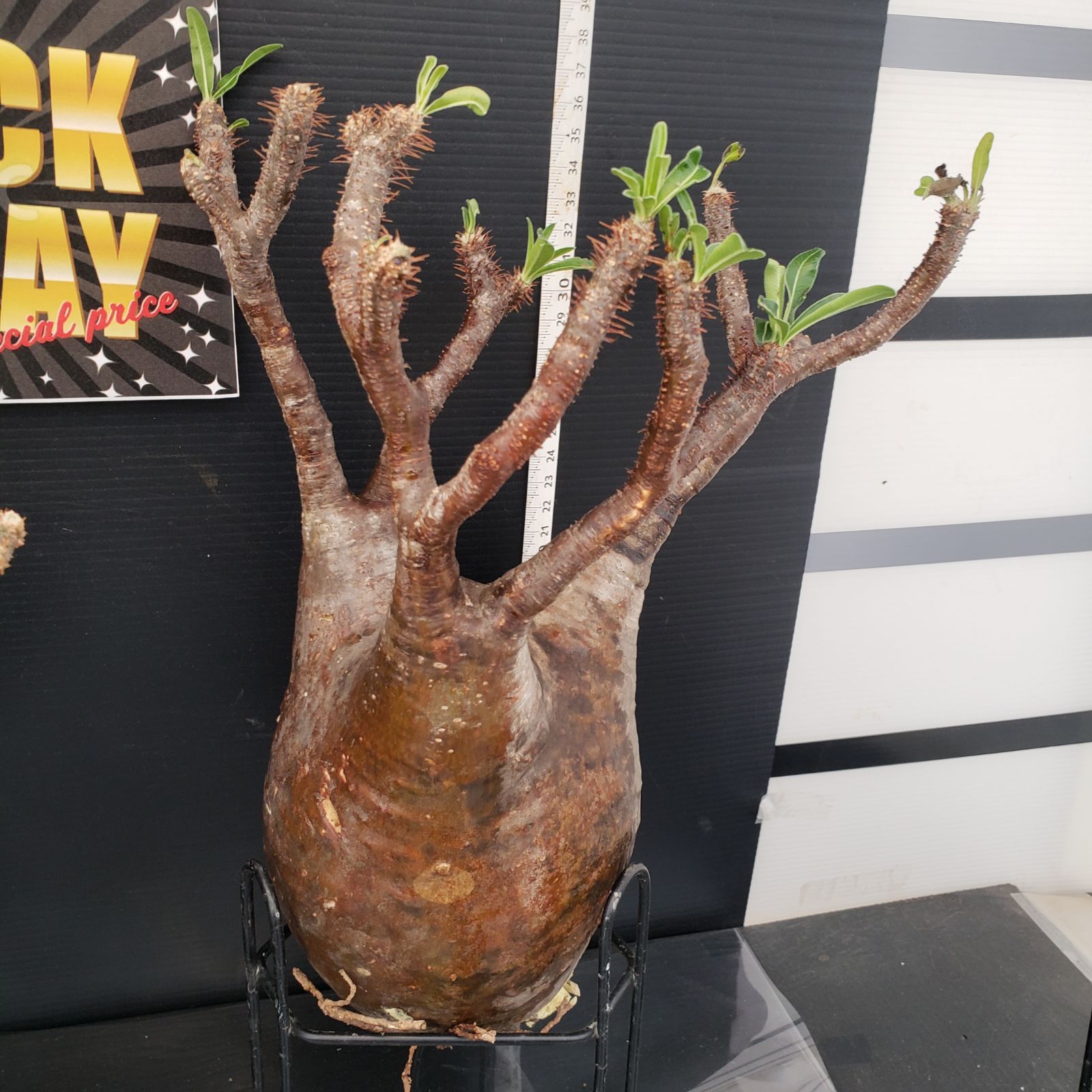 F277【BLACK FRIDAY！】トクトクコーデックスセット（抜き苗