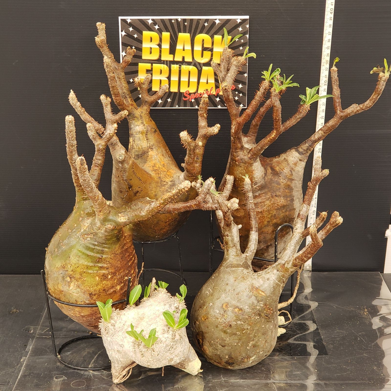 F 277 BLACK FRIDAY トクトクコーデックスセット 抜き苗 グラキリス えびす笑い 商品につき ノークレームノーリターンにて お願いいたします