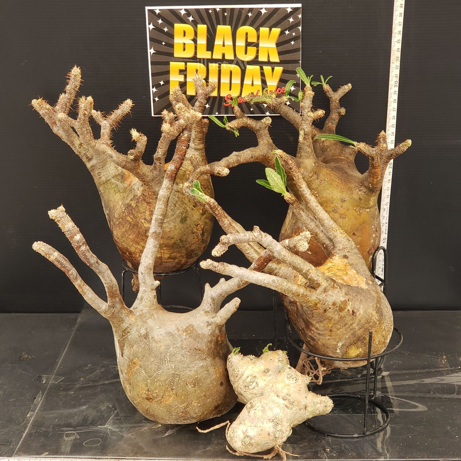 F278【BLACK FRIDAY！】トクトクコーデックスセット（抜き苗