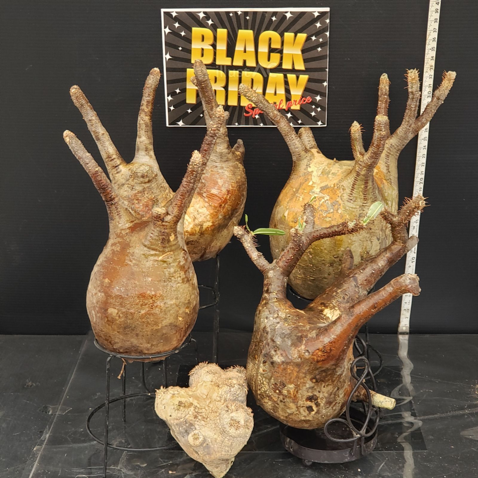 F279【BLACK FRIDAY！】トクトクコーデックスセット（抜き苗