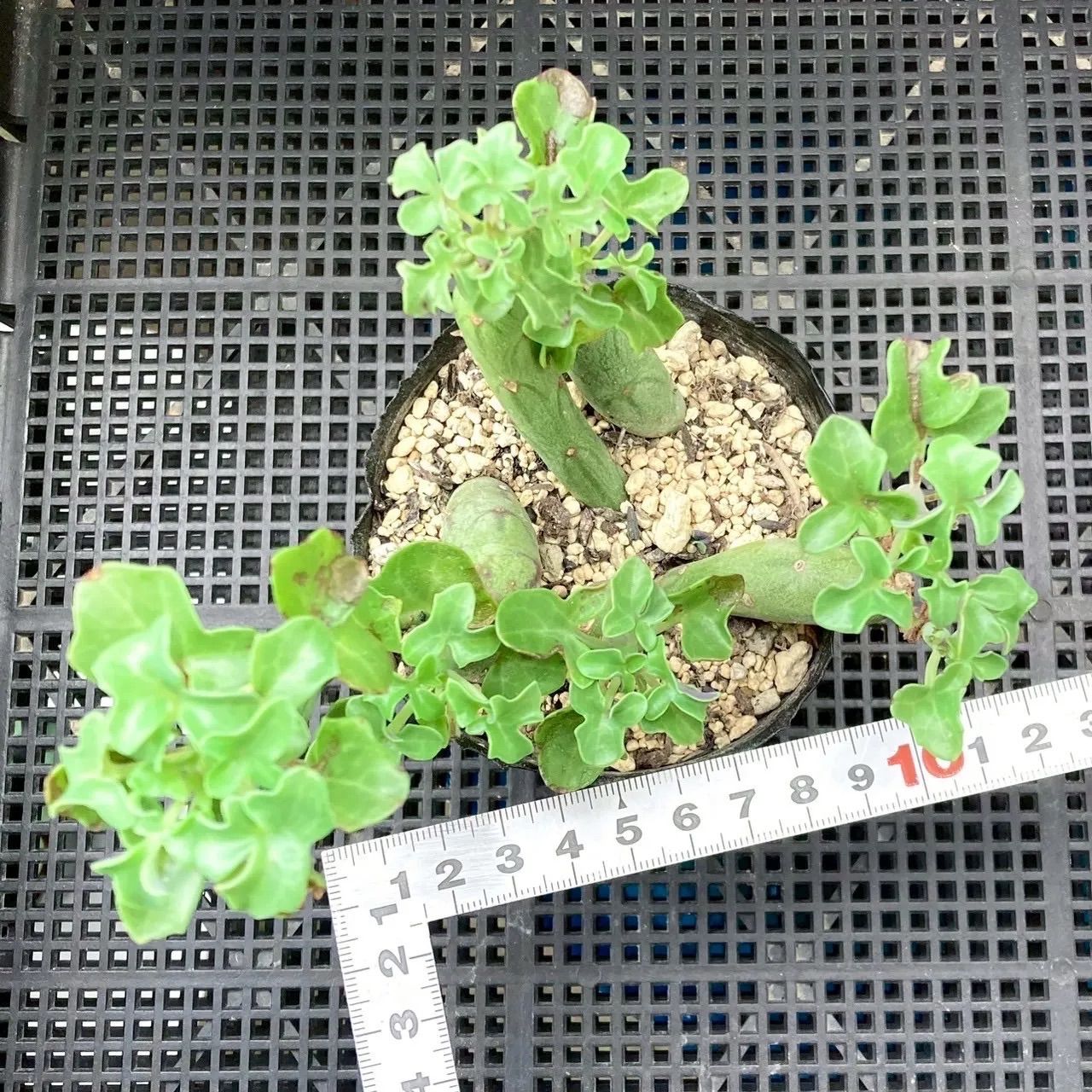 多肉植物 セネシオ 七宝樹 - メルカリ