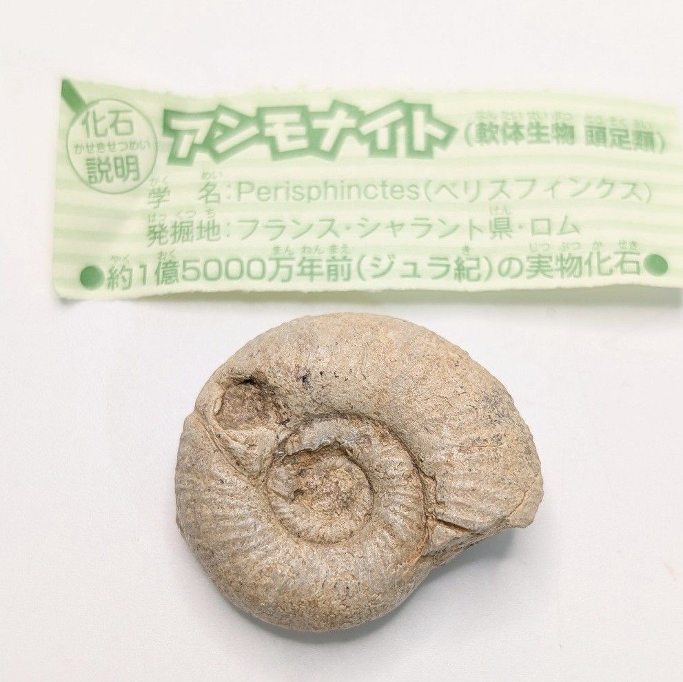 アンモナイト 化石 フランス 約1億5000万年前 ジュラ紀 実物化石