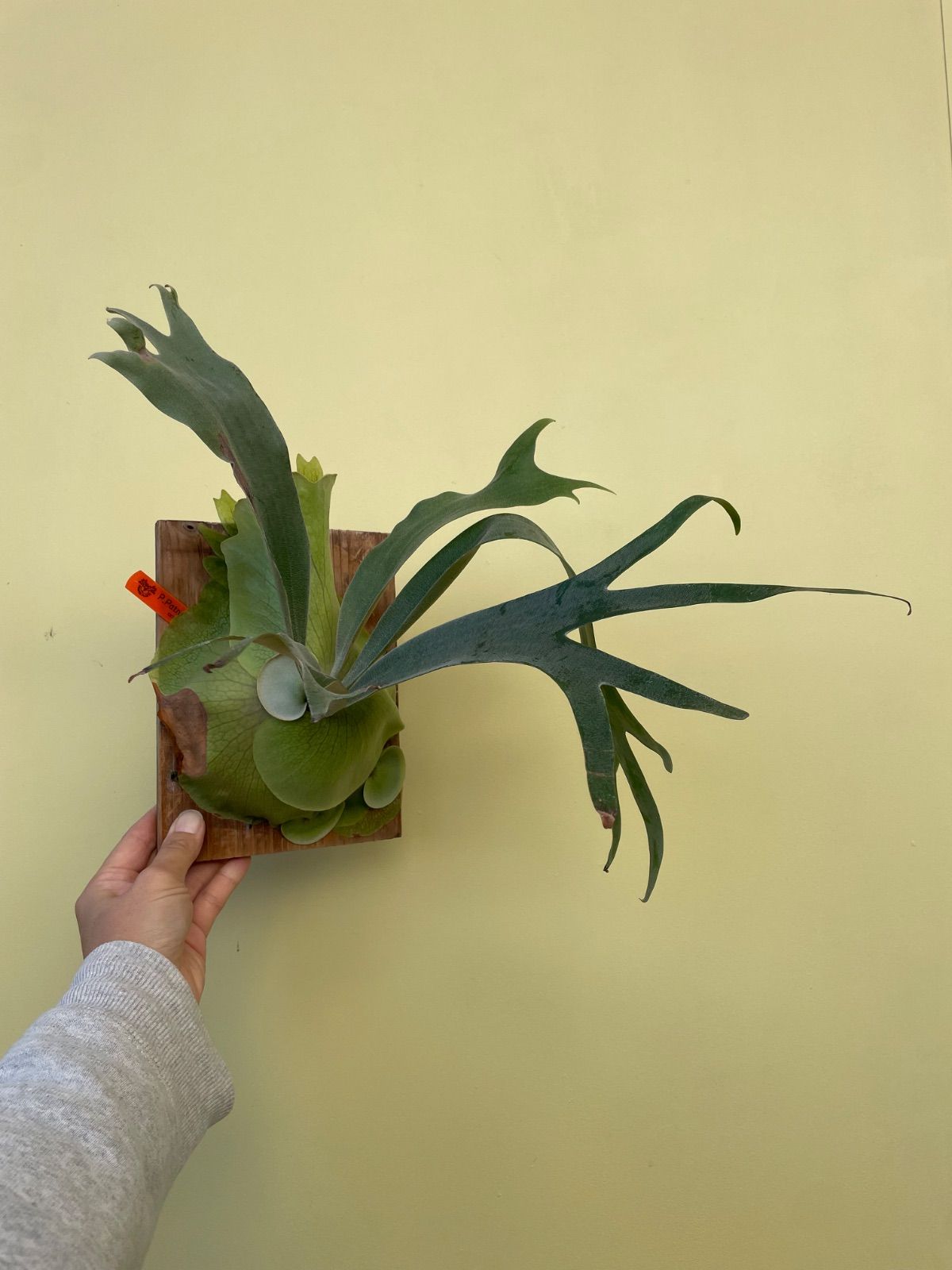 ビカクシダ 子株付 パタラガーデン#1 P.Patra garden#1 - メルカリ