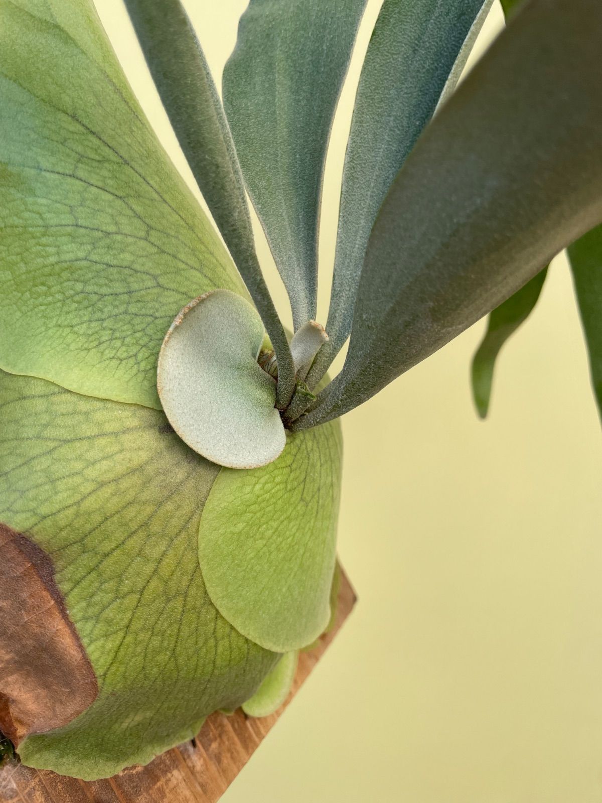 ビカクシダ 子株付 パタラガーデン#1 P.Patra garden#1 - メルカリ