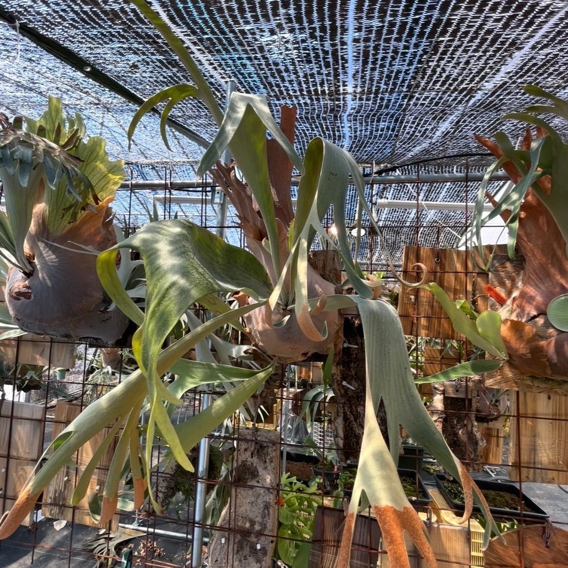 ビカクシダ 子株付 パタラガーデン#1 P.Patra garden#1 - メルカリ