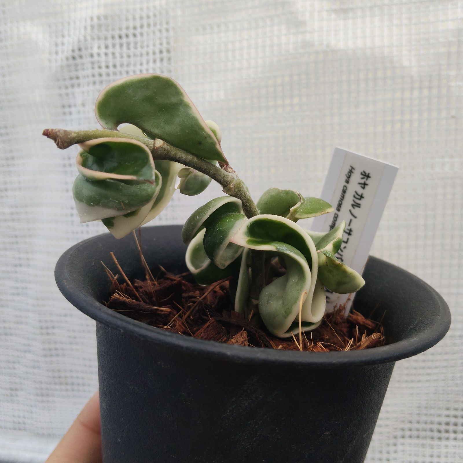 ホヤ・カルノーサコンパクタ バリエガータ 斑入り サクララン - メルカリ