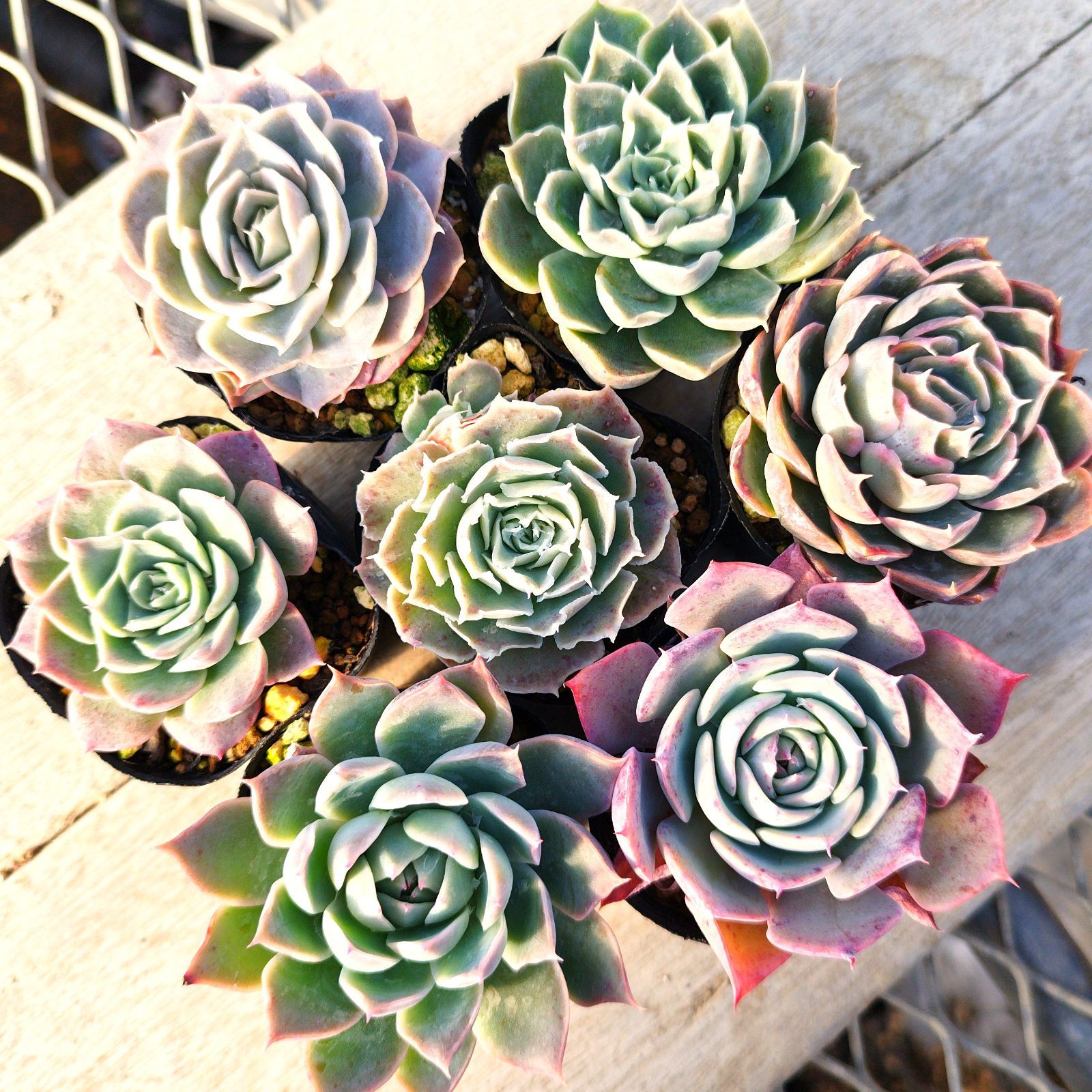 shiny製 エンボッサーとベーススタンドセット