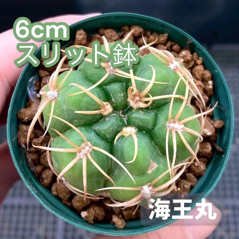 サボテン ギムノカリキウム 海王丸 - メルカリ