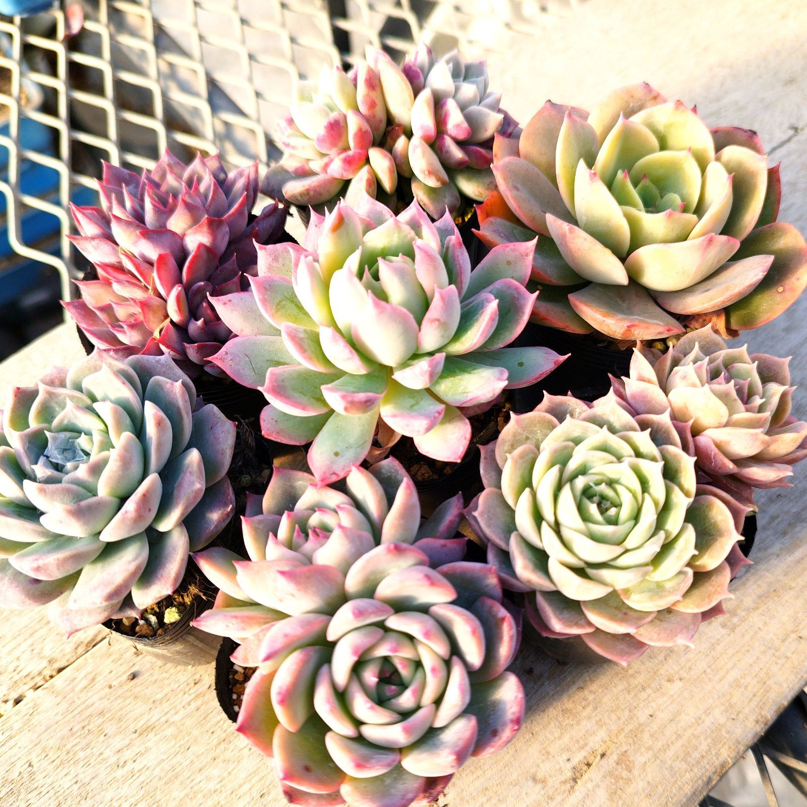 多肉植物 エケベリア 7種セット dz7 抜き苗 - メルカリ