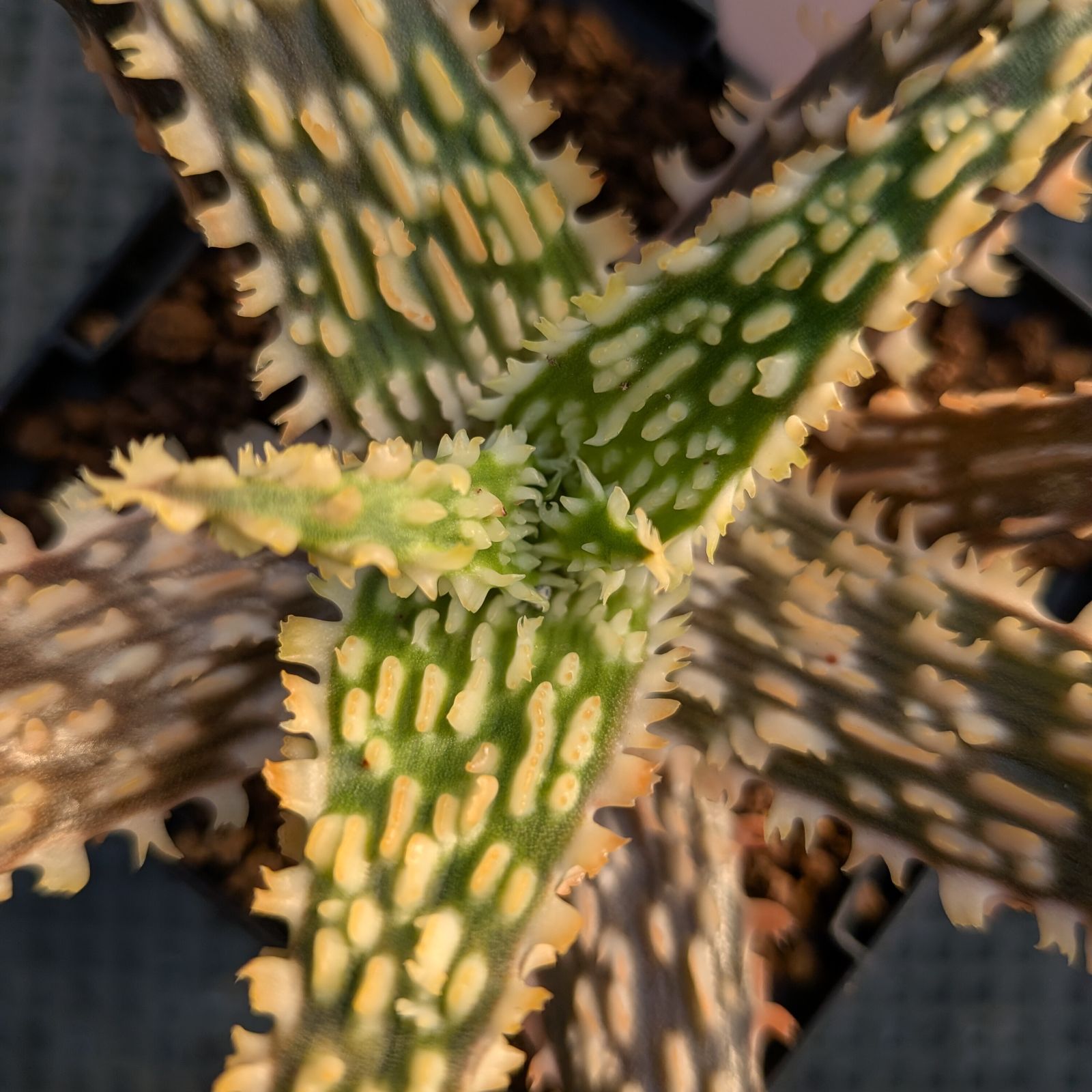 アロエ テンプラ実生 アロエハイブリッド 実生未繁殖 - メルカリ