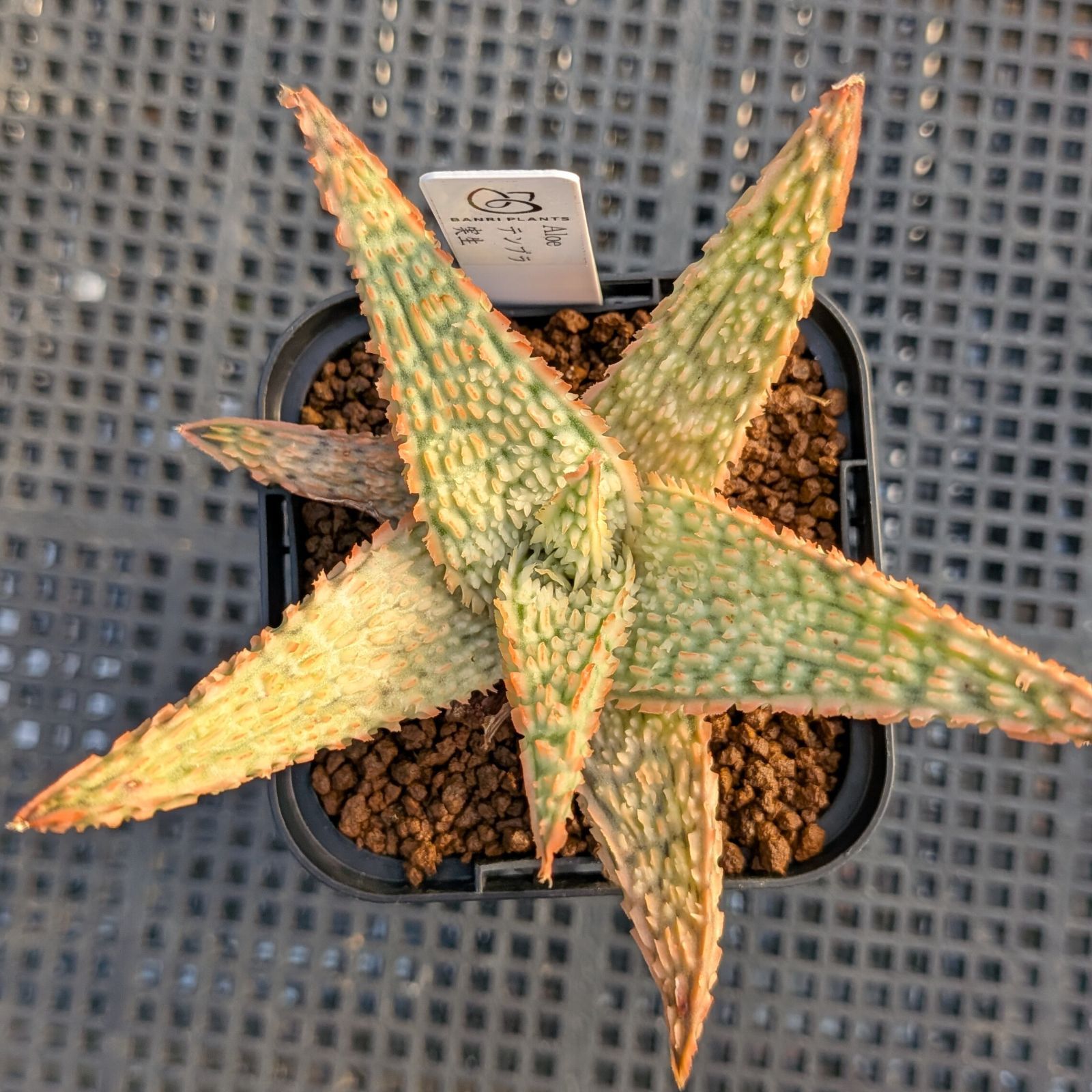 麦茶様 ファイブスターUVスクリーン♪ 麦茶様 ファイブスターUV