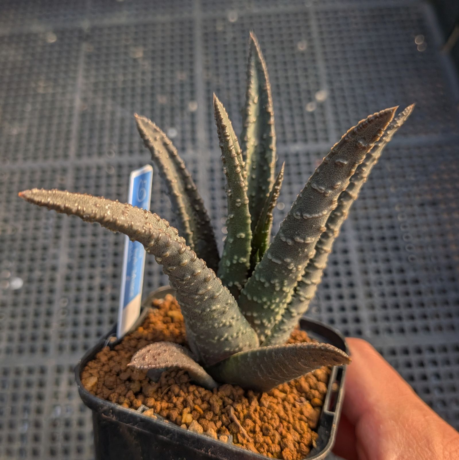 BP』ハオルチア 実生未繁殖 ソルディダ実生 - メルカリ