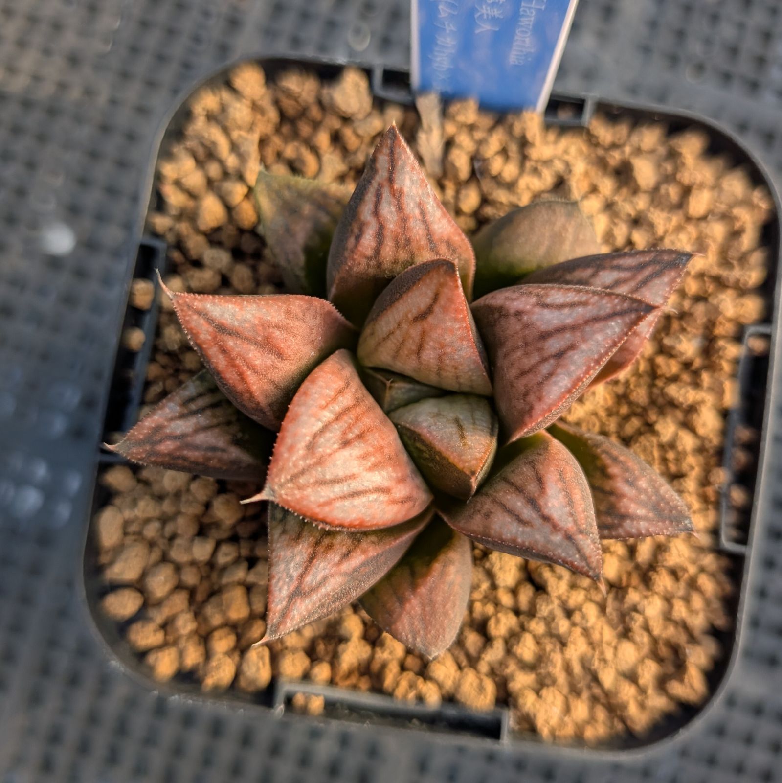 BP』ハオルチア 実生未繁殖 - メルカリ