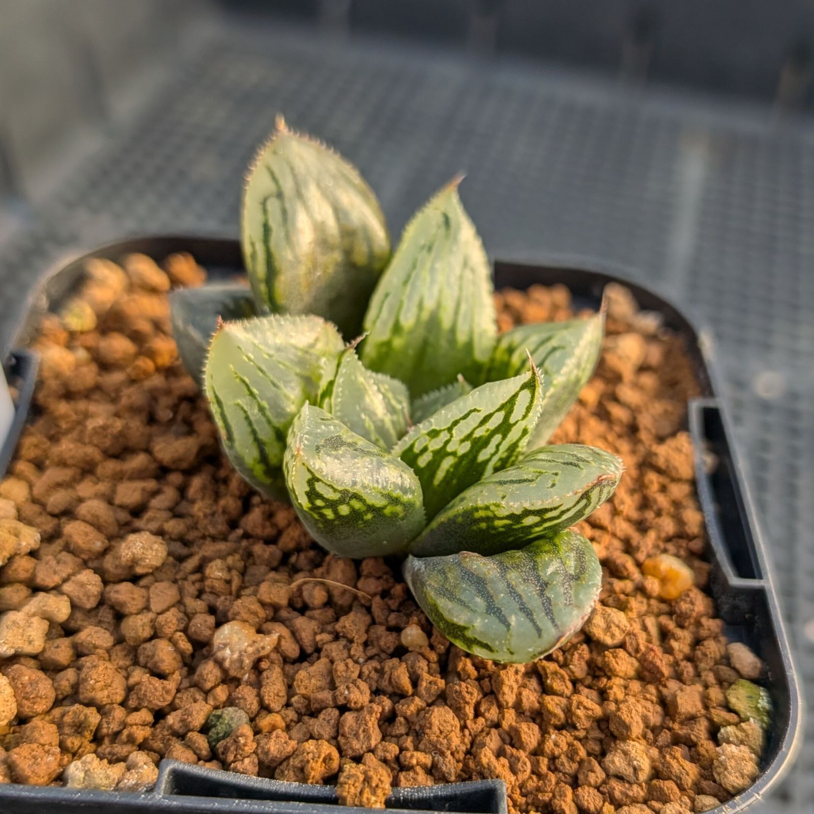 BP』ハオルチア ナイルの一滴 - メルカリ