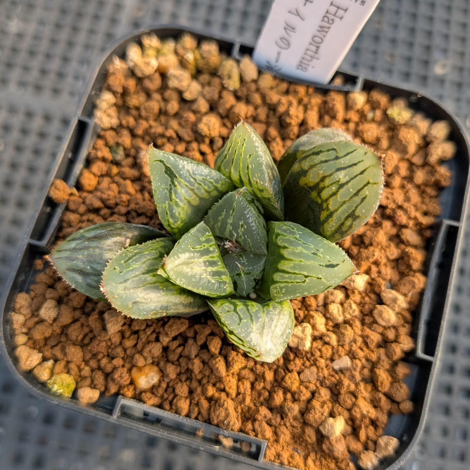 BP』ハオルチア ナイルの一滴 - メルカリ