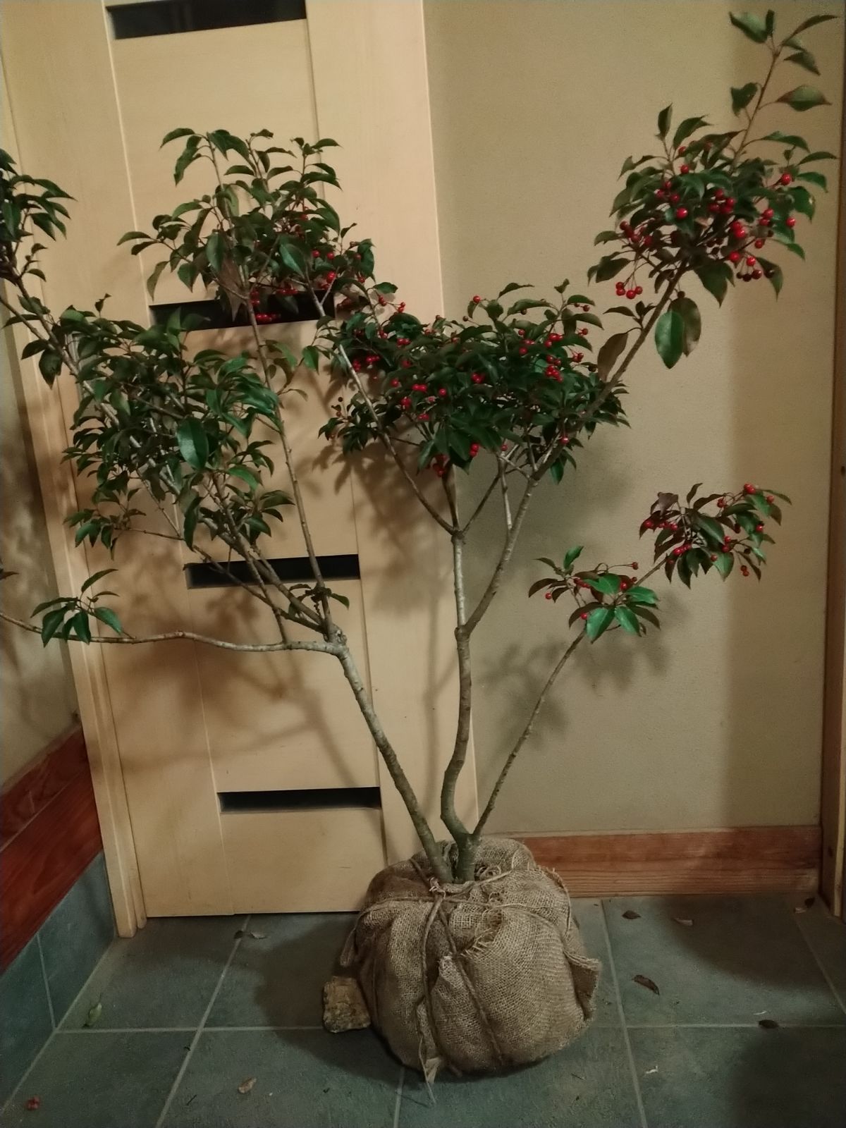 ピープロ 「エキサイター50」(仮題) 新番組企画案