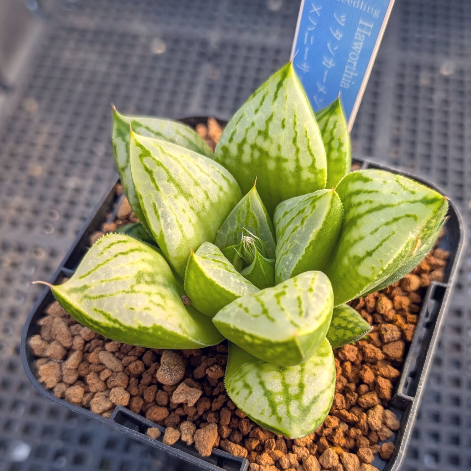 BP』ハオルチア 実生未繁殖 - メルカリ