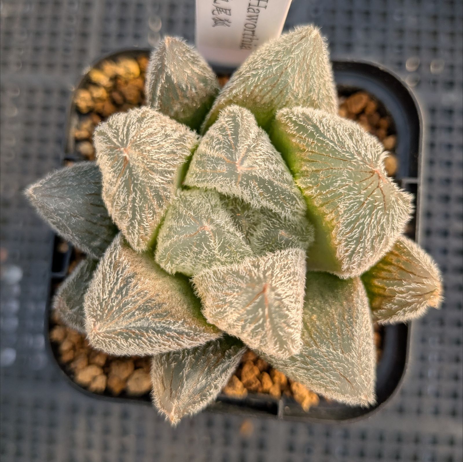 ハオルチア 九尾狐 多肉植物 ハオルチア 九尾狐錦 【公式通販】