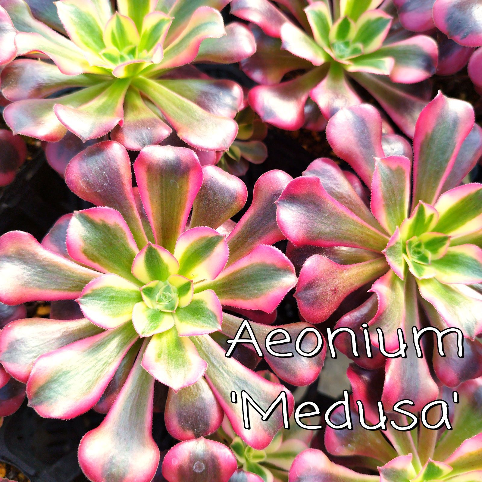 多肉植物 アエオニウム メデューサ 抜き苗 - メルカリ