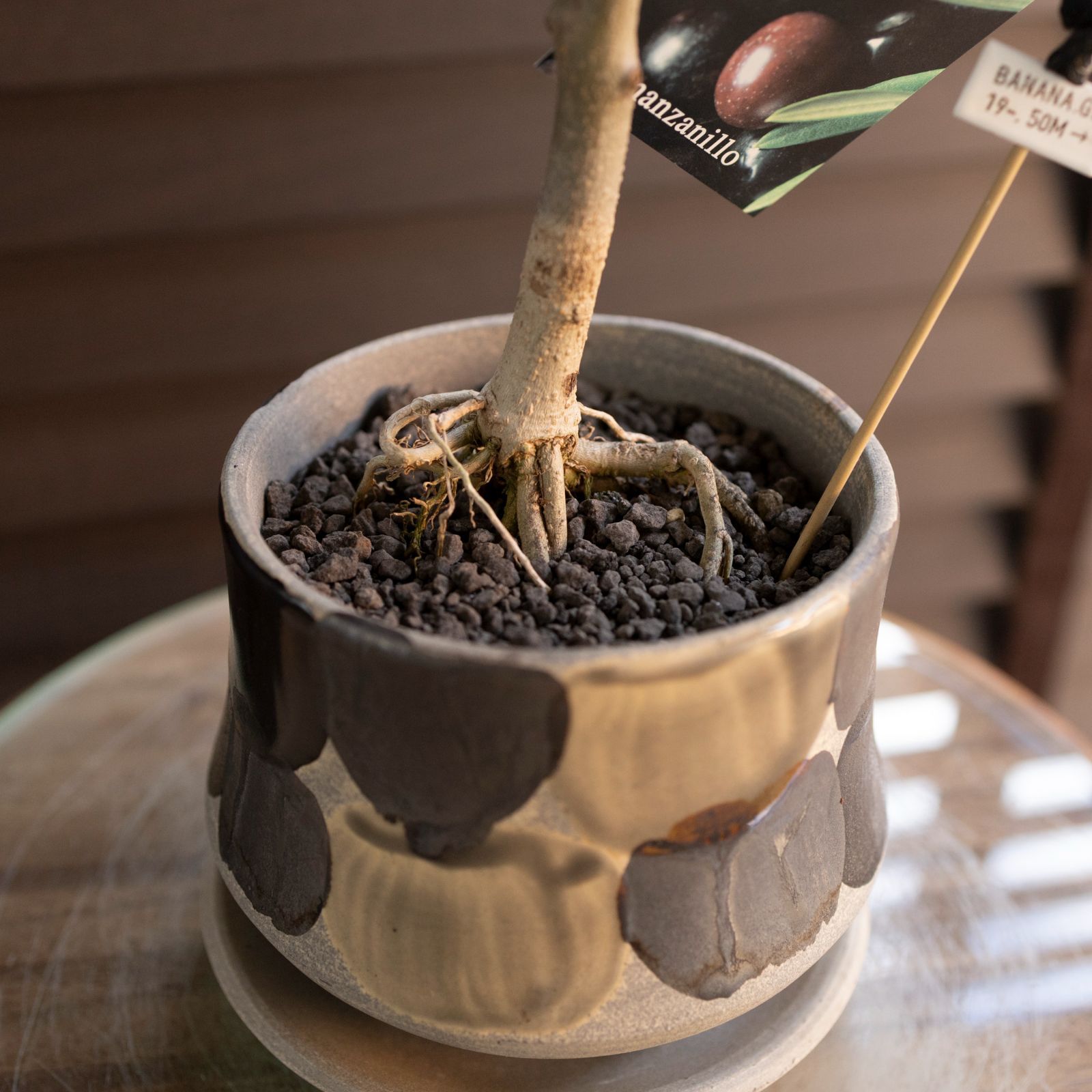 創樹 Olive オリーブの木 根上がり 盆栽 信楽焼 陶器鉢 SOUJU