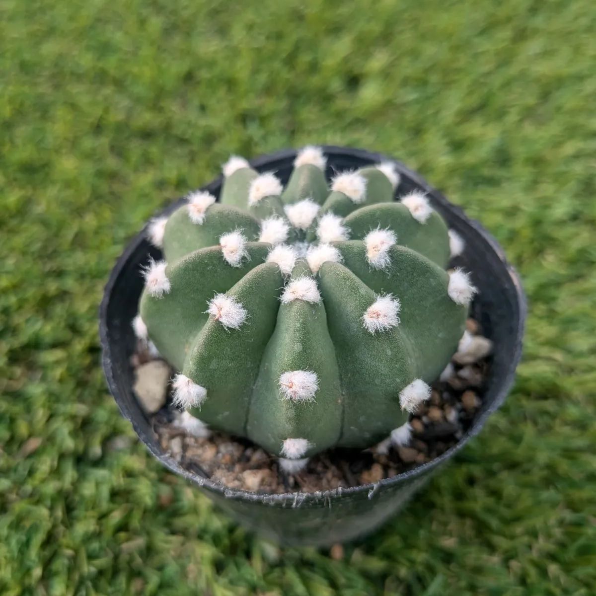 サボテン エキノプシス 刺無短毛丸 - メルカリ