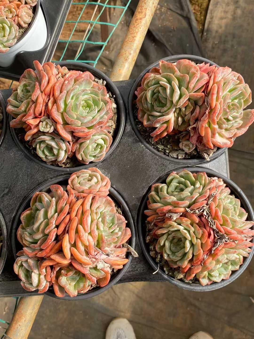 新入荷 ツクバネ MY885×50苗 抜き苗 多肉植物 アエオニウム エケベリア