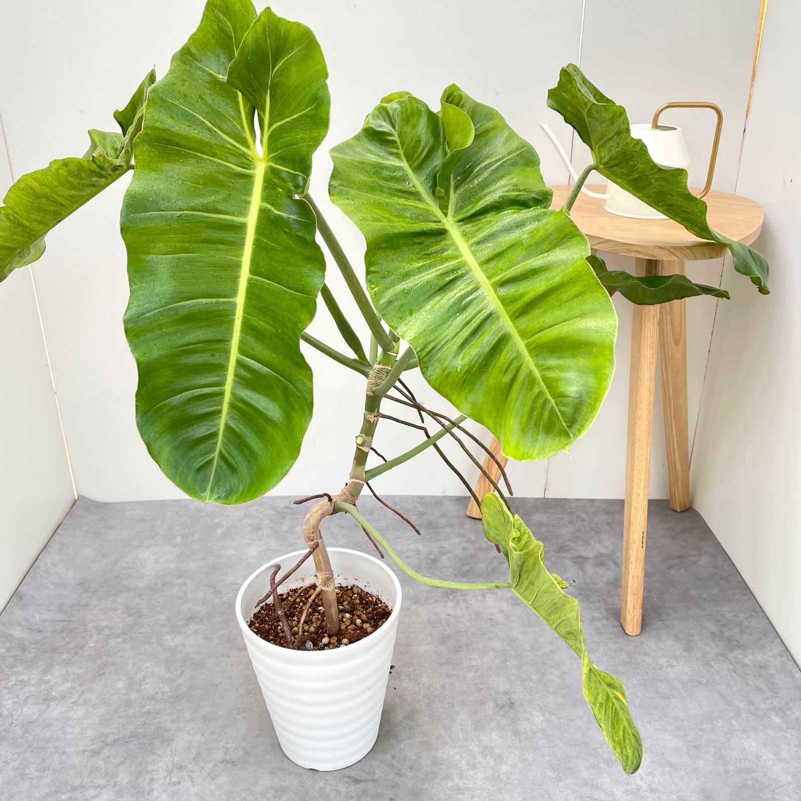 フィロデンドロン パライソベルデ 斑入り 2【現品】☆希少☆ 観葉植物