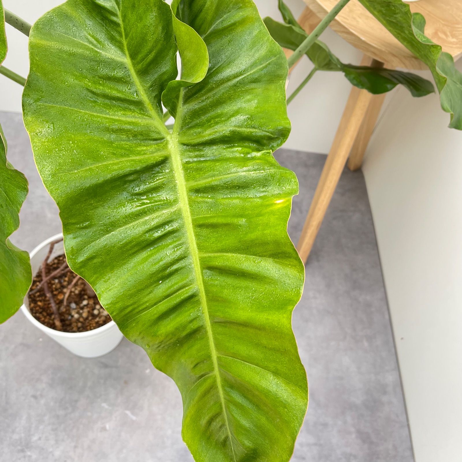 フィロデンドロン パライソベルデ 斑入り 2【現品】☆希少☆ 観葉植物