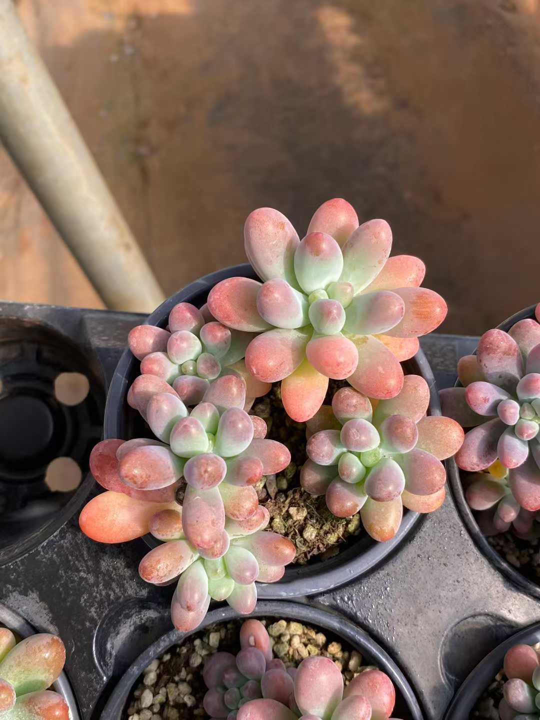 新入荷 パンダイセイグン MY927×24苗 抜き苗 多肉植物 詰め合わせ