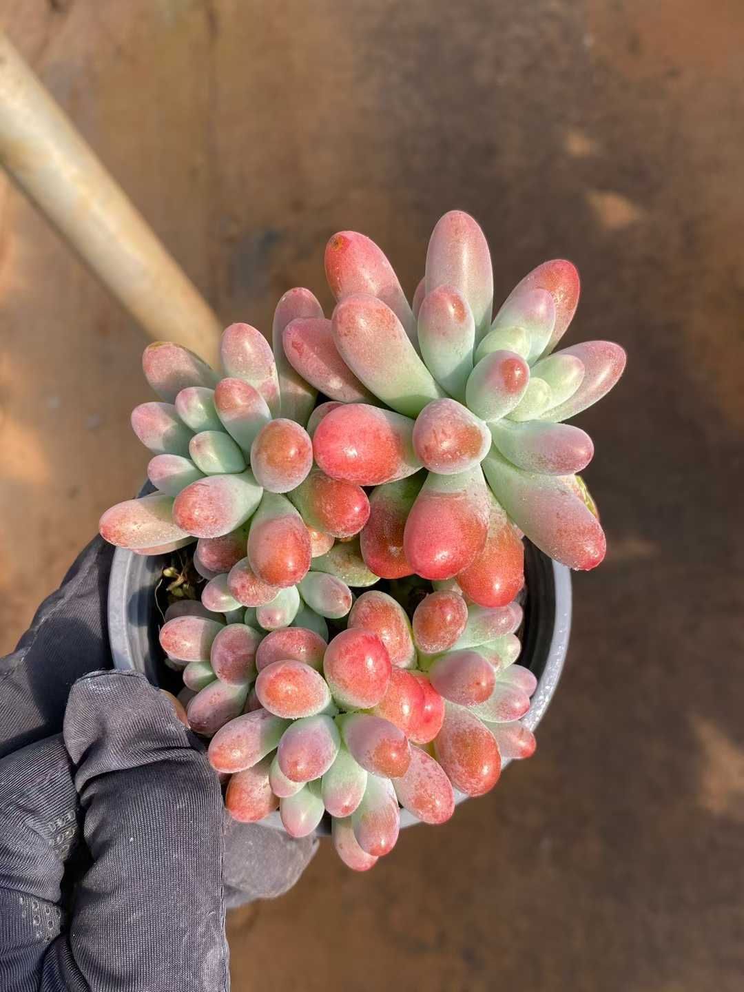 新入荷 パンダイセイグン MY927×24苗 抜き苗 多肉植物 詰め合わせ