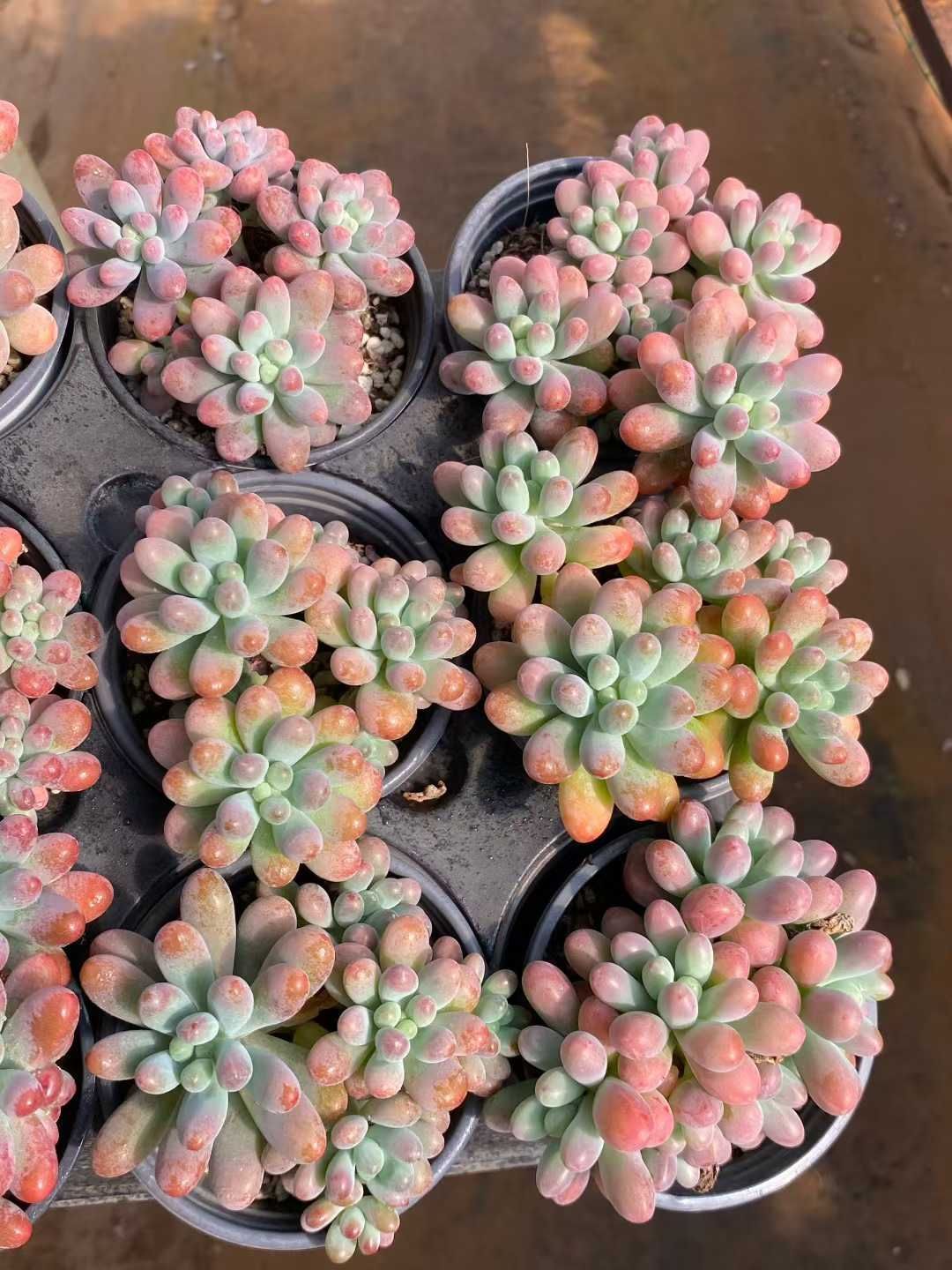 新入荷 パンダイセイグン MY927×24苗 抜き苗 多肉植物 詰め合わせ