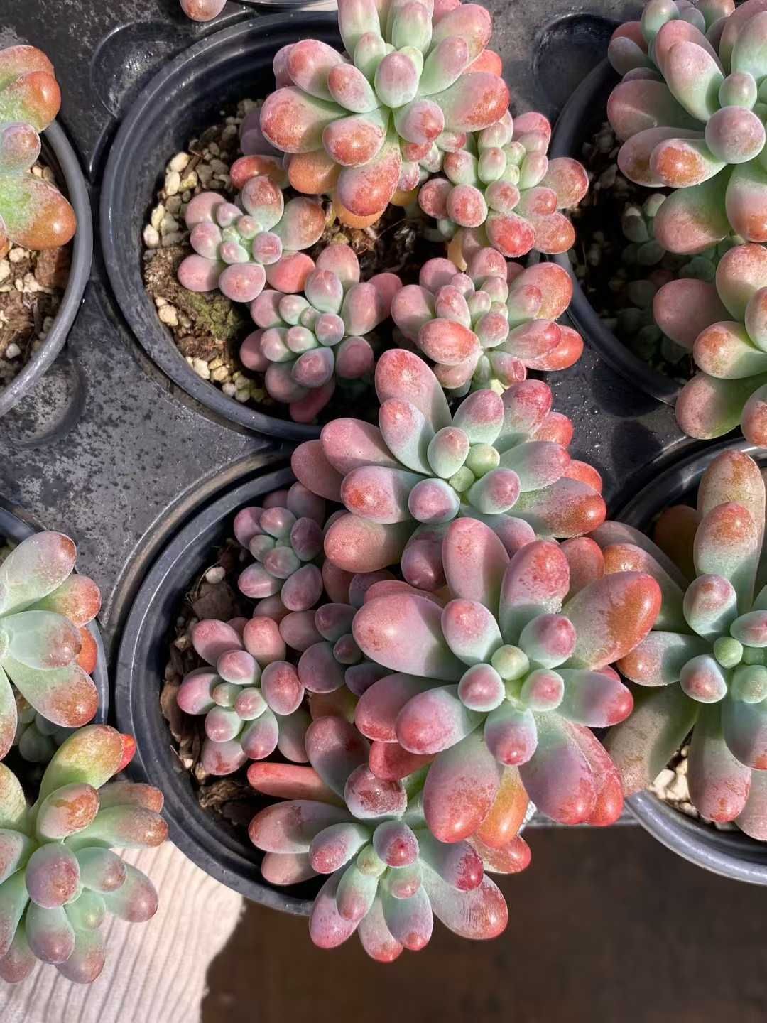 新入荷 パンダイセイグン MY927×24苗 抜き苗 多肉植物 詰め合わせ