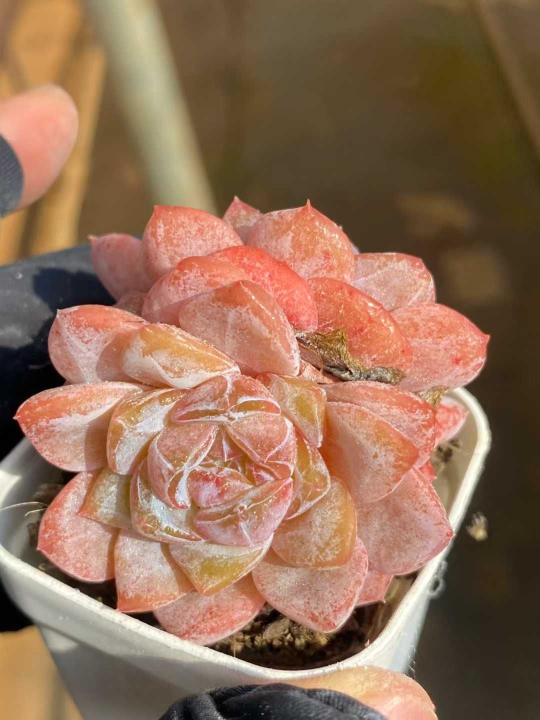 新入荷 スノータワー MY919×24苗 抜き苗 多肉植物 詰め合わせ