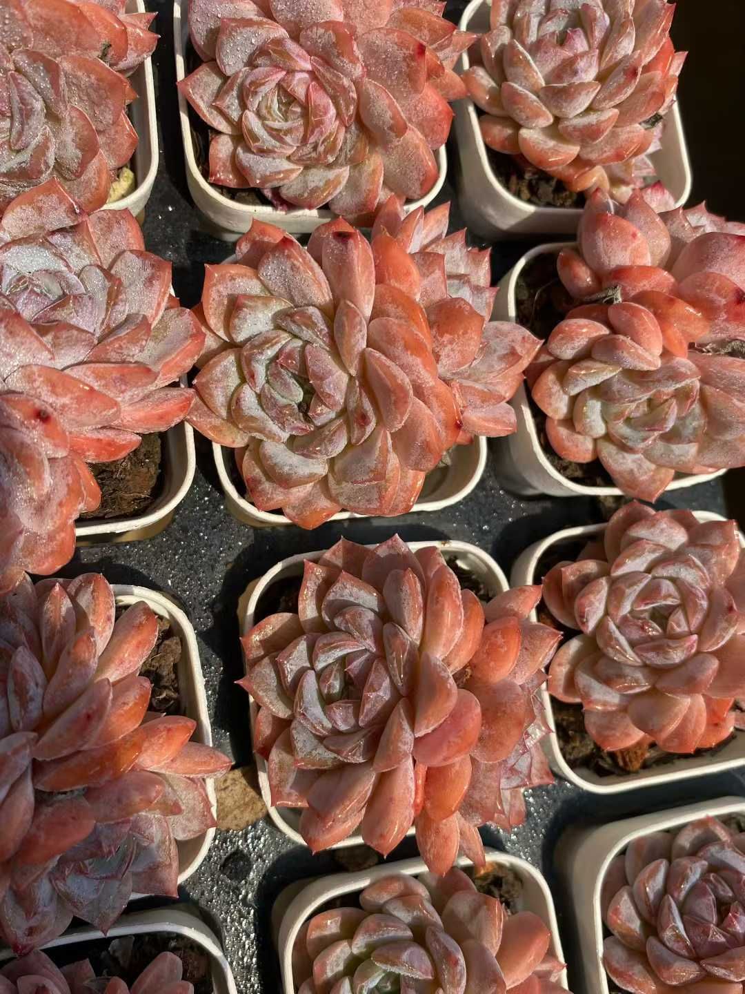 新入荷 スノータワー MY919×24苗 抜き苗 多肉植物 詰め合わせ