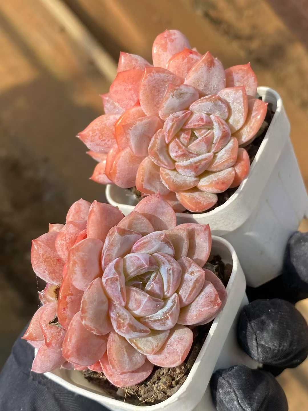 新入荷 スノータワー MY919×24苗 抜き苗 多肉植物 詰め合わせ