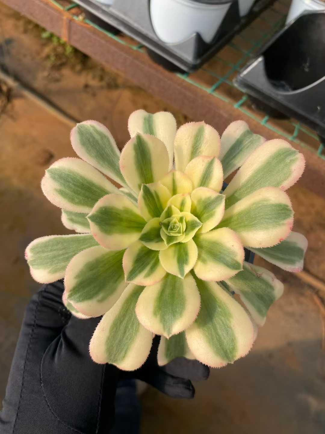 新入荷 マイバッハ MY907×24苗 抜き苗 多肉植物 詰め合わせ