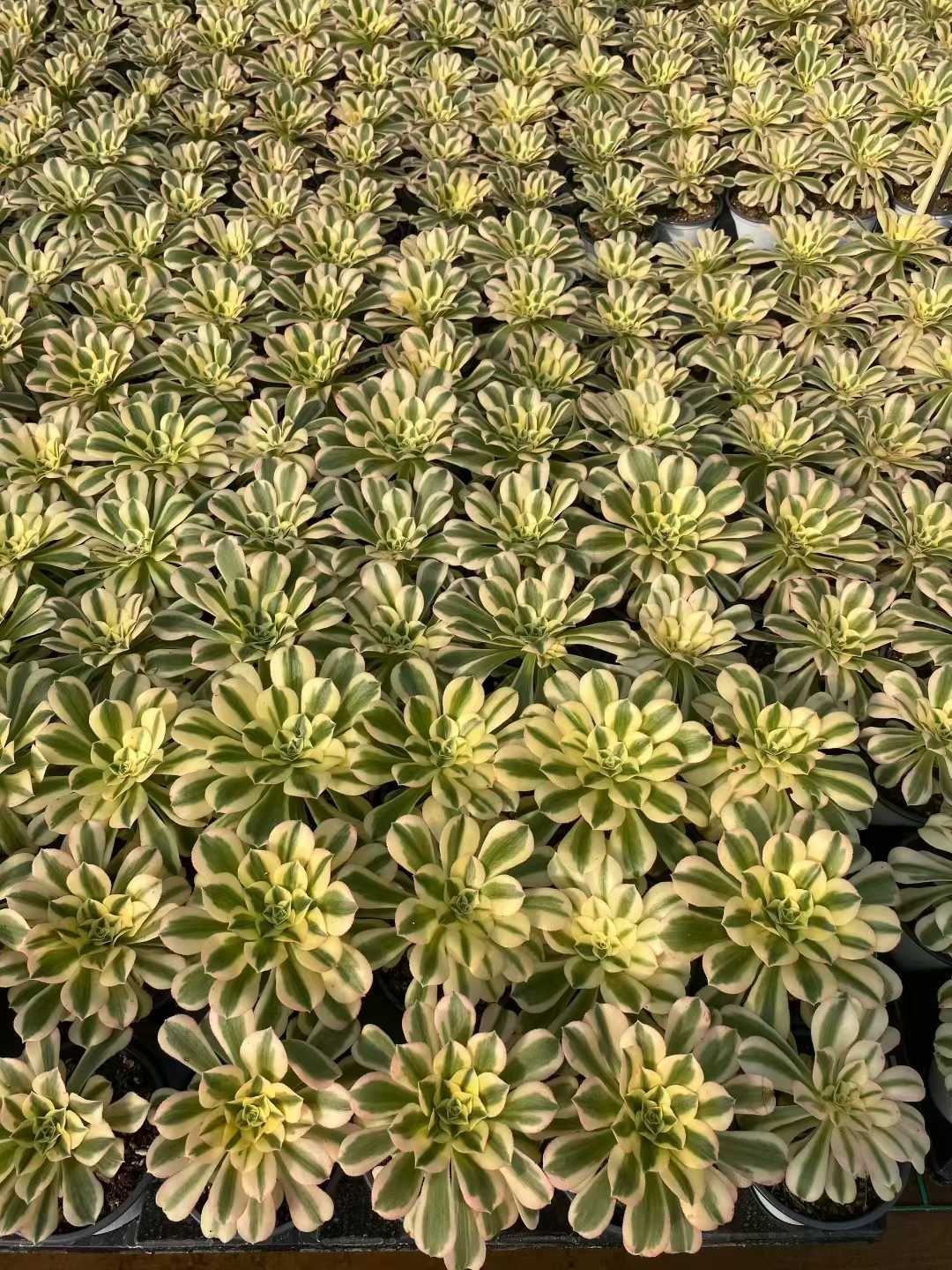 新入荷 マイバッハ MY907×24苗 抜き苗 多肉植物 詰め合わせ