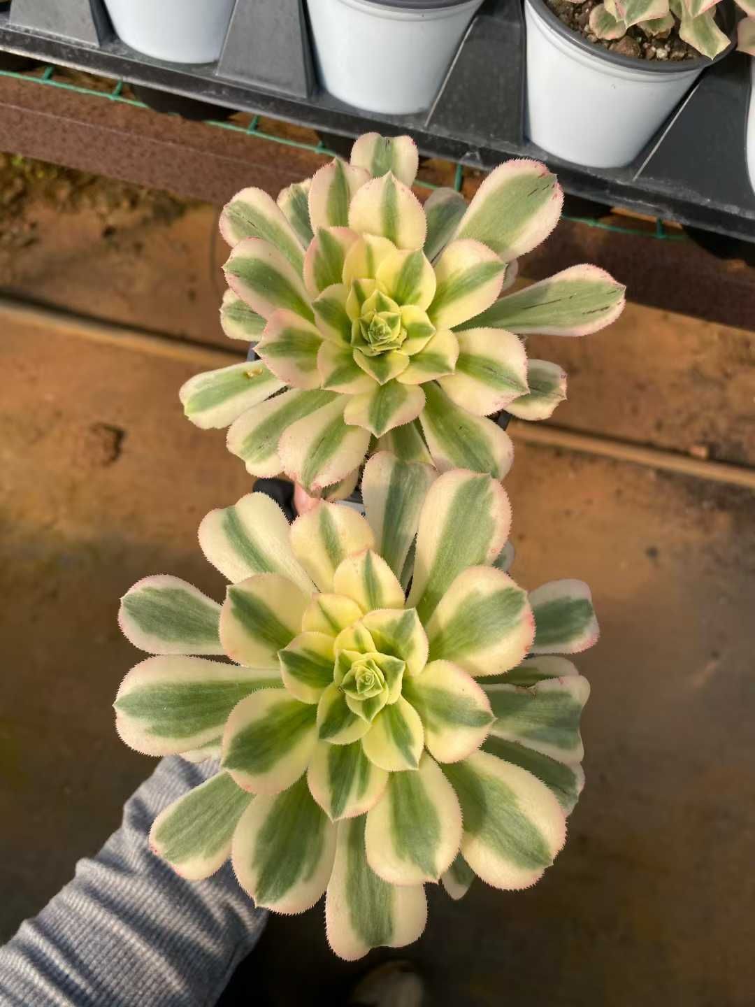 新入荷 マイバッハ MY907×24苗 抜き苗 多肉植物 詰め合わせ