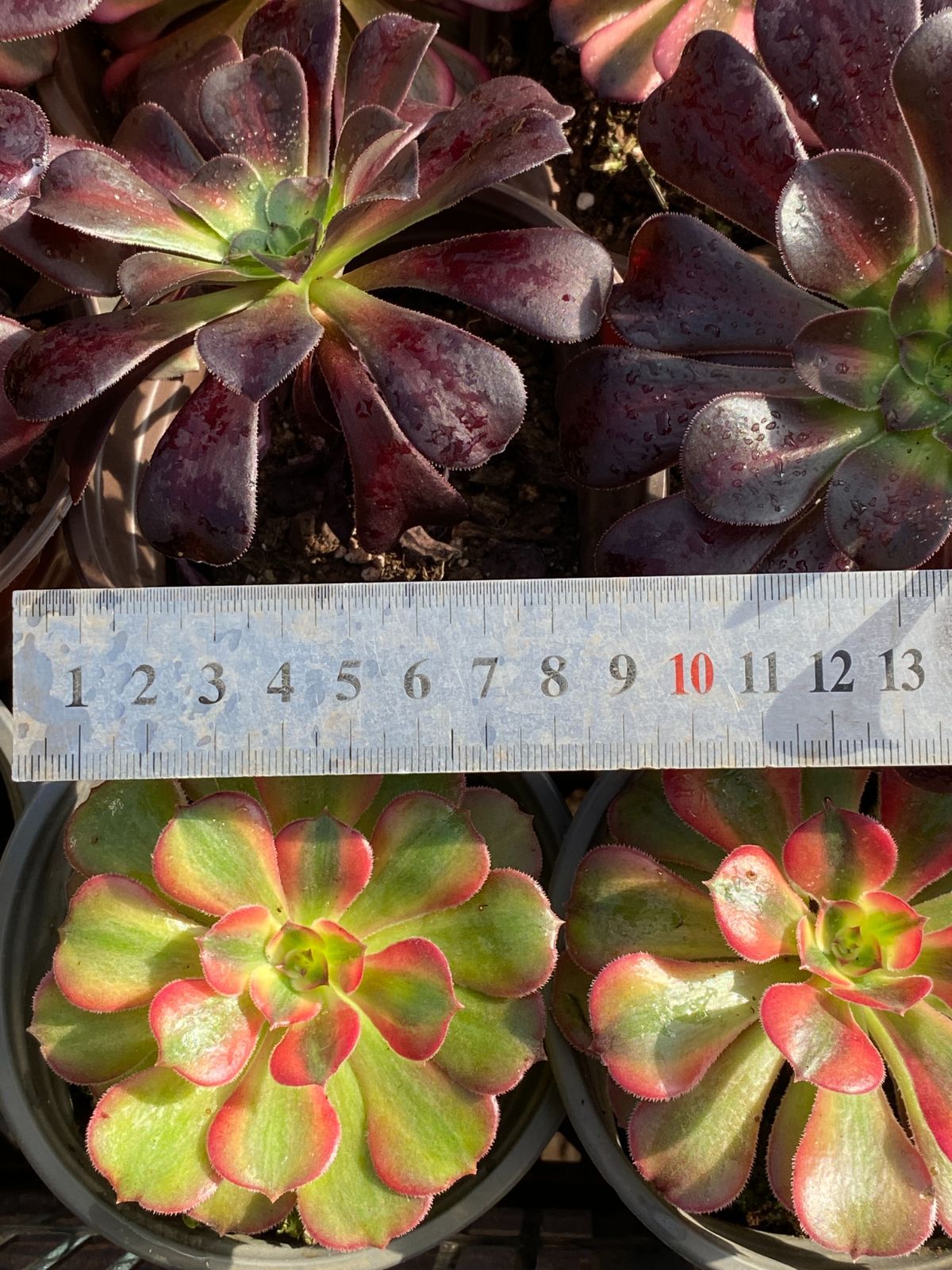 NT34【ブラックフライデー限定】カット苗32株✨アエオニウム詰め合わせ