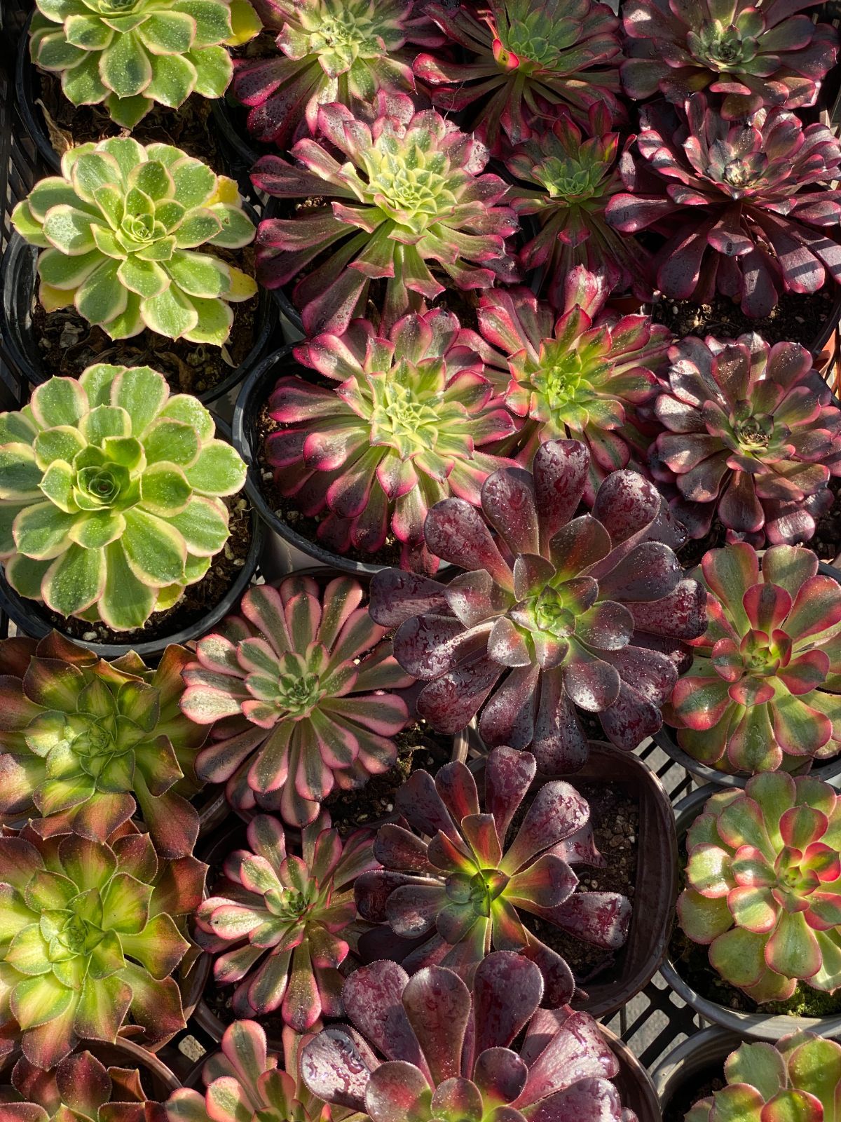 NT34【ブラックフライデー限定】カット苗32株✨アエオニウム詰め合わせ