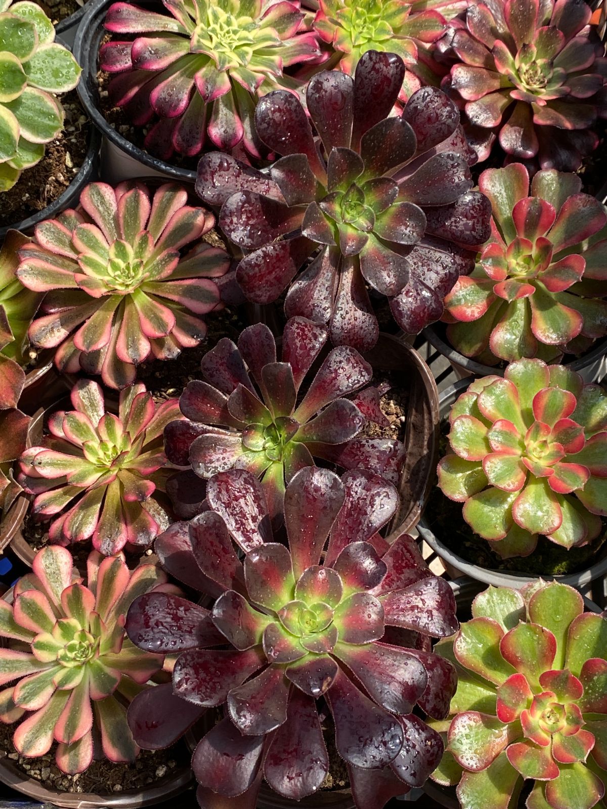 NT34【ブラックフライデー限定】カット苗32株✨アエオニウム詰め合わせ