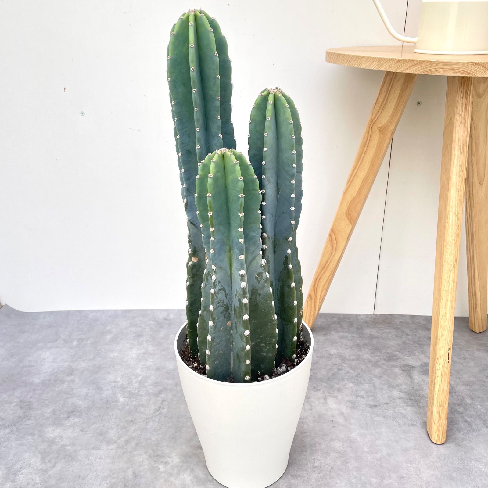 柱サボテン 3本立て 22【現品】観葉植物 ドライガーデン 大型 - メルカリ